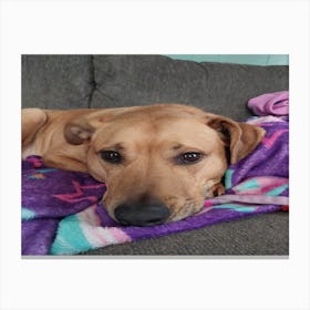 Sad puppy Canvas Print
