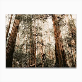 Redwood Tree Forest Canvas Print