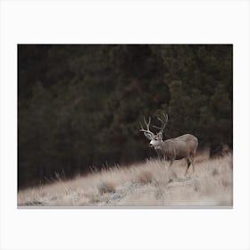 Arizona Mule Deer Canvas Print