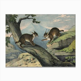 Vintage Kolb 6 Tafel 1 Luchs Canvas Print