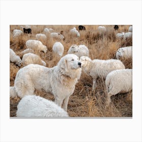 Great Pyrenees Dog And Sheep Canvas Print