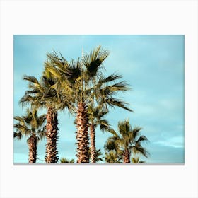 Palm Trees Canvas Print