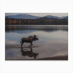 Moose In Lake Canvas Print