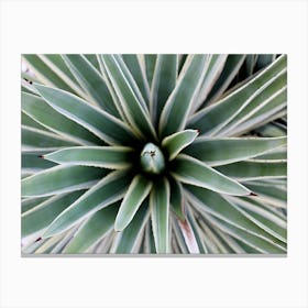 Agave Canvas Print