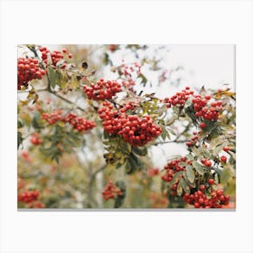 Red Winter Berries Canvas Print