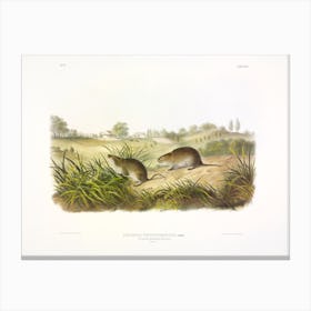 Meadow Mouse, John James Audubon Canvas Print