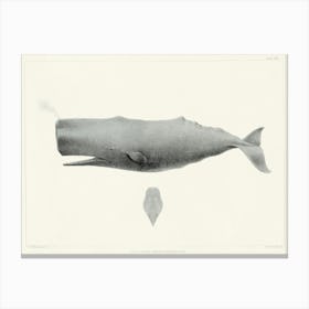 Sperm Whale, Charles Melville Scammon Canvas Print