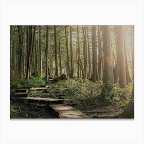 Pacific Northwest Forest Boardwalk - Olympic National Park Canvas Print