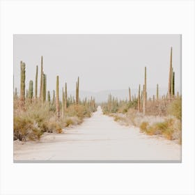 Arizona Desert Trail Canvas Print