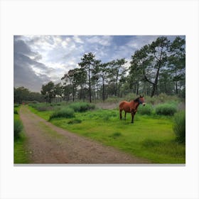 Horse In The Forest Canvas Print