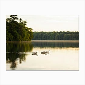 Canadian Geese 13 Canvas Print