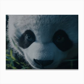 Panda Bear Canvas Print