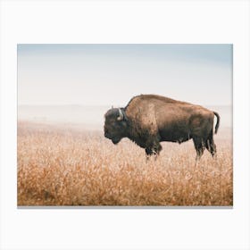 Bison In Wheat Field Canvas Print