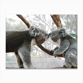 Koala Love Canvas Print