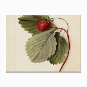 Strawberry 1 Canvas Print