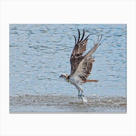 Osprey Catching Fish Canvas Print