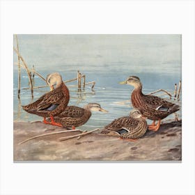 Vintage Mallard Ducks Canvas Print