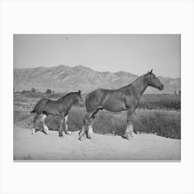 Colts From Fsa (Farm Security Administration) Cooperative Sire, Box Elder County, Utah By Russell Lee Canvas Print