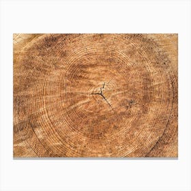 Tree Rings Canvas Print