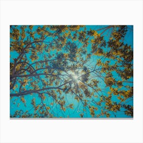 Sun Breaks Through The Branches Color Canvas Print