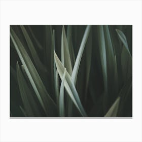 Blades Of Grass Canvas Print