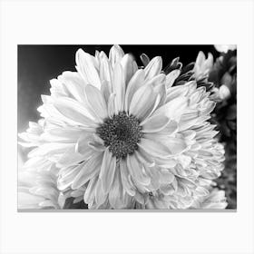 Black And White Daisies -Photography Canvas Print