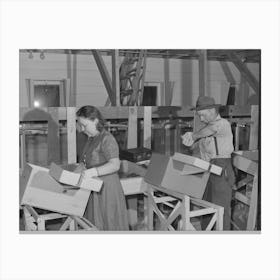 Farm Worker Practicing Wrapping Apples In The Apple Wrapping School At The Fsa (Farm Security Administration) Farm Canvas Print