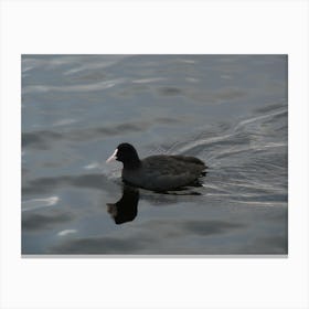 Black Duck In Water Canvas Print