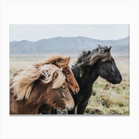 Wild Icelandic Horses Canvas Print
