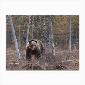 Grizzly Bear In Woods Canvas Print