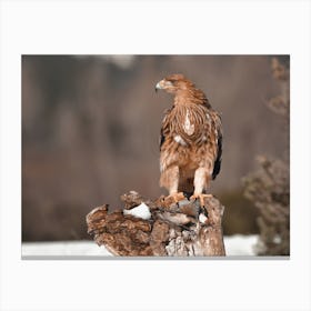 Winter Golden Eagle Canvas Print