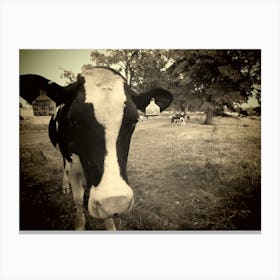 Black and White Cow In The Field Park Canvas Print