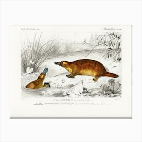 Platypus (Ornithorhynchus Paradoxus), Charles Dessalines D'Orbigny Canvas Print