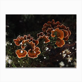 Mushrooms Canvas Print