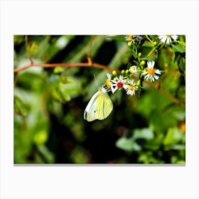 Little Butterfly Canvas Print