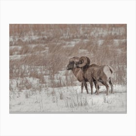 Snowy Bighorn Sheep In Winter Canvas Print