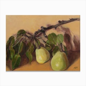 Melo Velo Pears Canvas Print