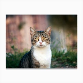 Cat Sitting In The Grass Canvas Print