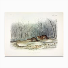 Meadow Mouse 1, John James Audubon Canvas Print