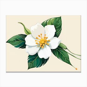 Jasmine Flower 3 Canvas Print