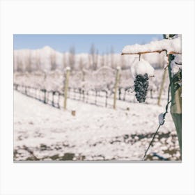 Unitltled 02 - Snow in the Vineyard Series Canvas Print