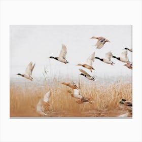 Mallard Ducks Flying Canvas Print