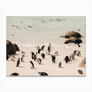 Penguins At Boulders Beach In South Africa Canvas Print