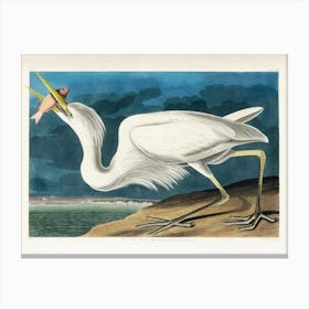 Great White Heron By Audubon Remastered and Enhanced from the Birds of America Canvas Print