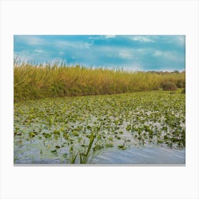 Water Lily Pool Canvas Print