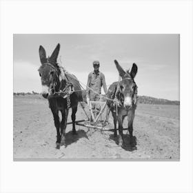 Jack Whinery Plowing With Burros And Homemade Plow, Pie Town, New Mexico By Russell Lee Canvas Print