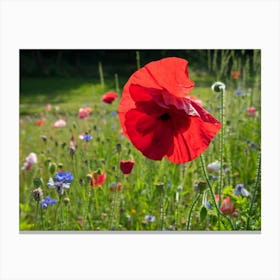 Red poppy and flowering meadow Canvas Print