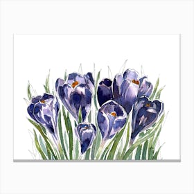 Crocus Watercolor Painting Canvas Print