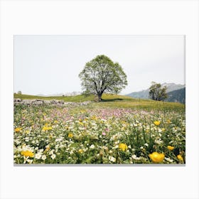 Mountain Wildflower Meadow Canvas Print