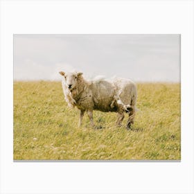Sheep In Field Canvas Print